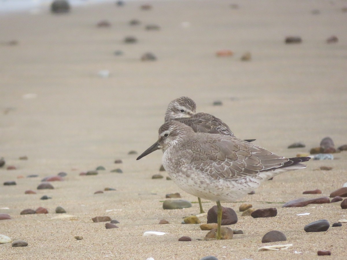 Red Knot - ML479525211