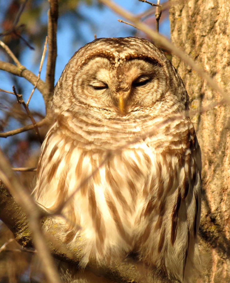 Barred Owl - ML47952531