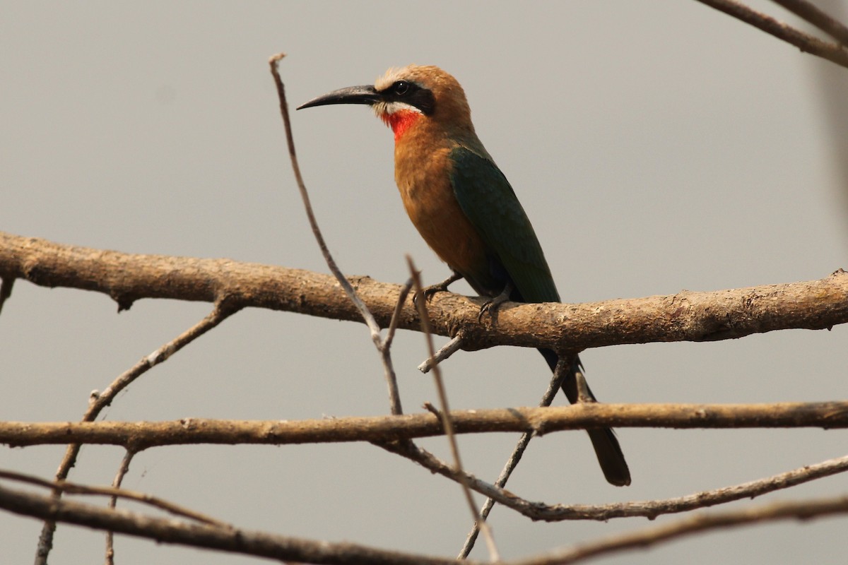 White-fronted Bee-eater - Margaret Viens
