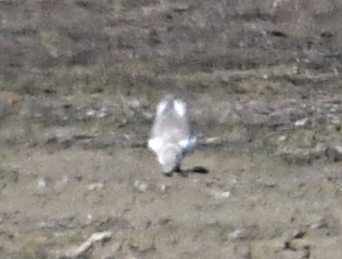 Piping Plover - ML479526741