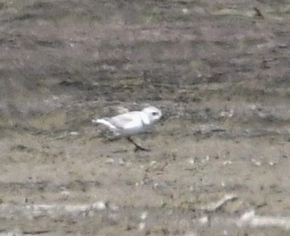 Piping Plover - ML479526751