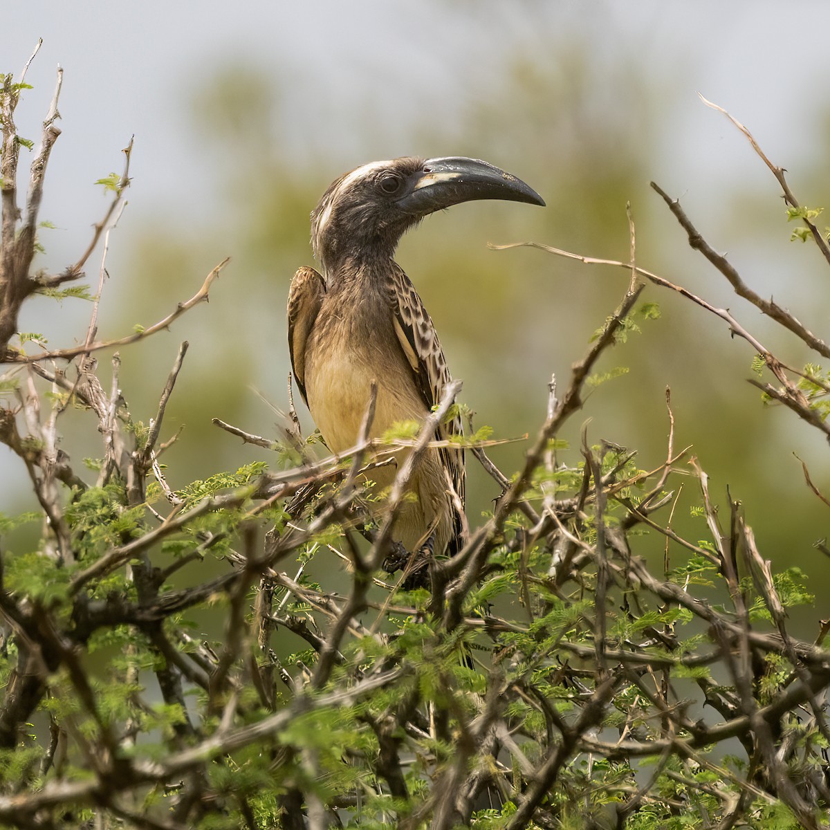 African Gray Hornbill - Cris Heins
