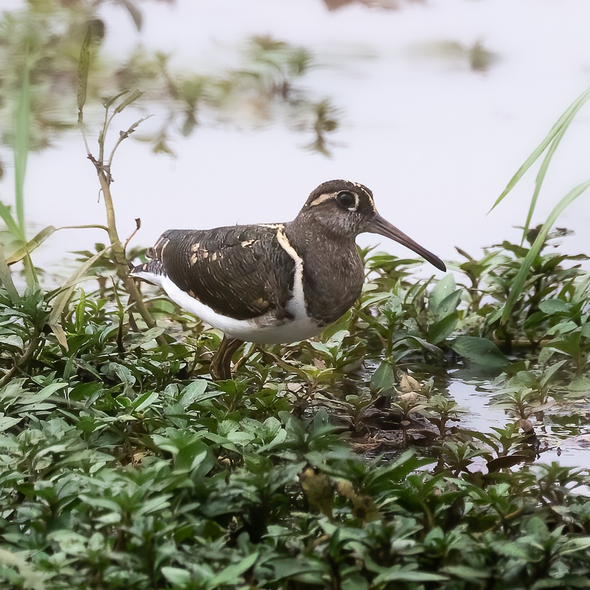 Greater Painted-Snipe - ML479528641