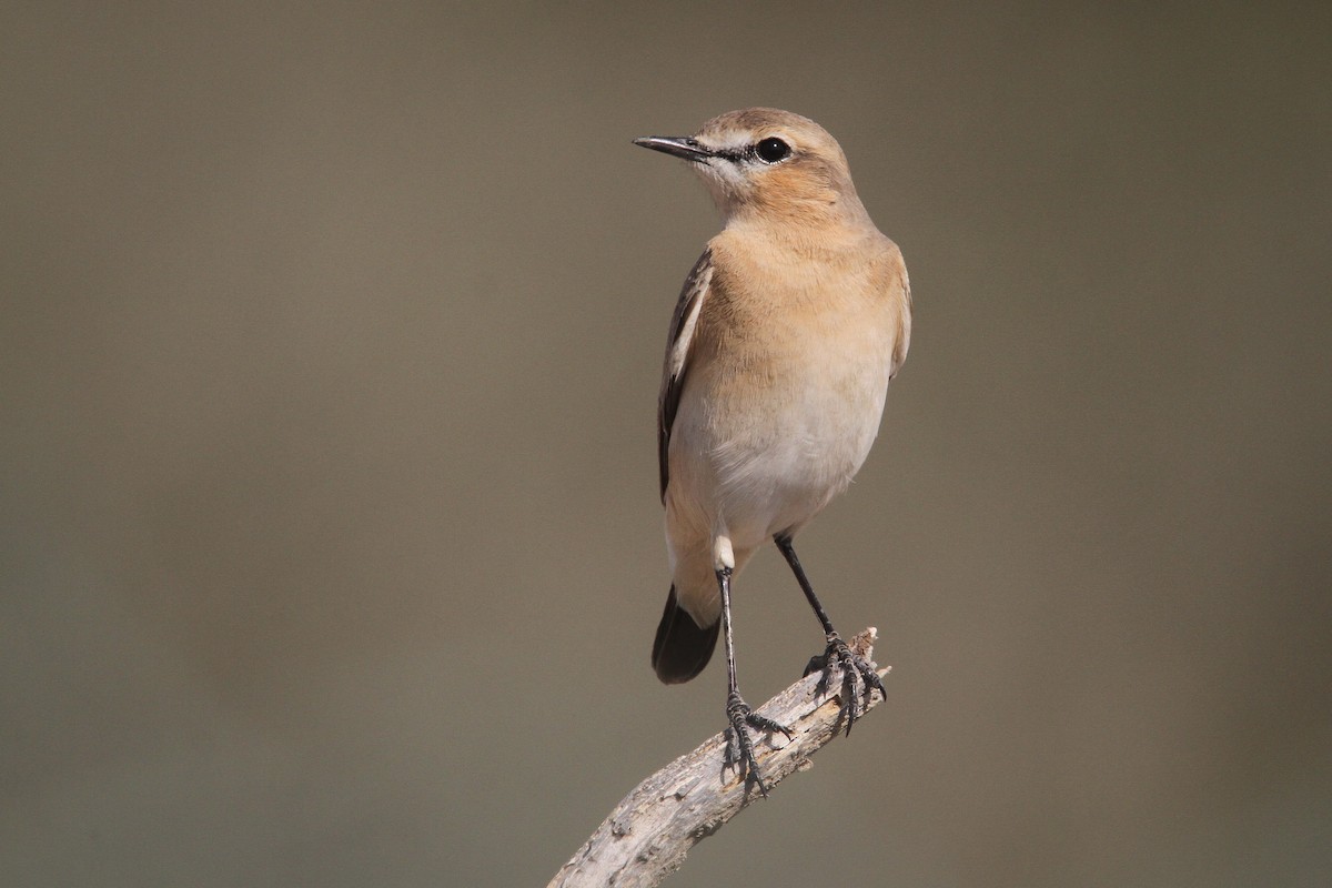 Isabelline Wheatear - Clive Temple