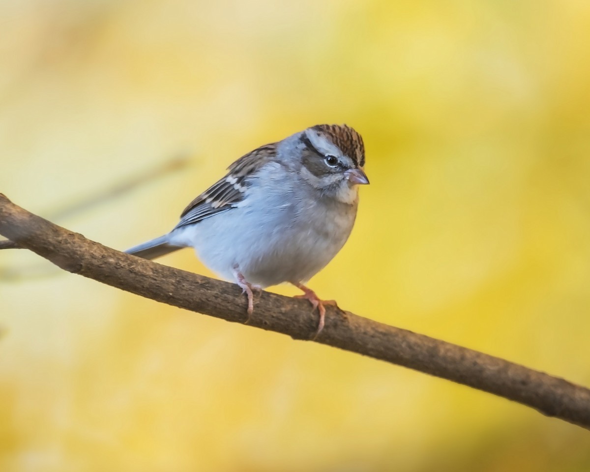 Chipping Sparrow - ML47953231