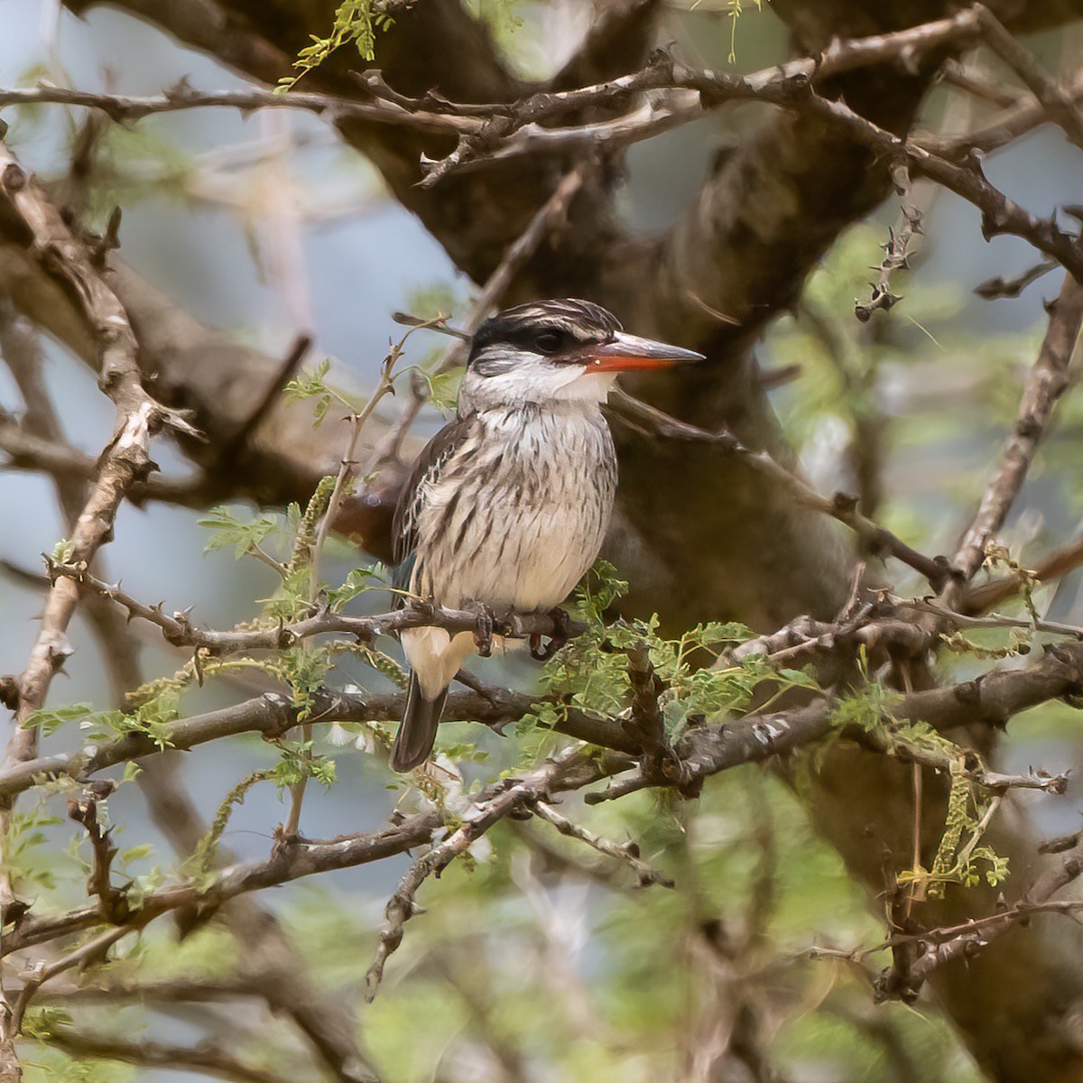 Striped Kingfisher - Cris Heins