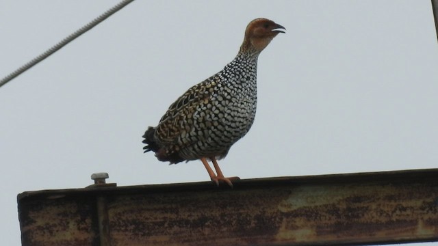 Painted Francolin - ML479537271