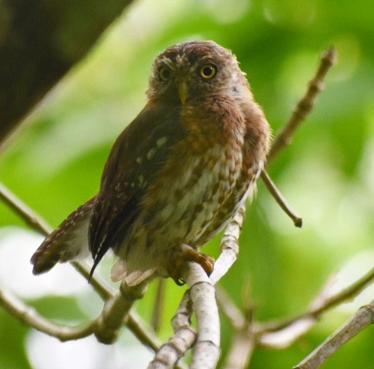Cuban Pygmy-Owl - ML479538701