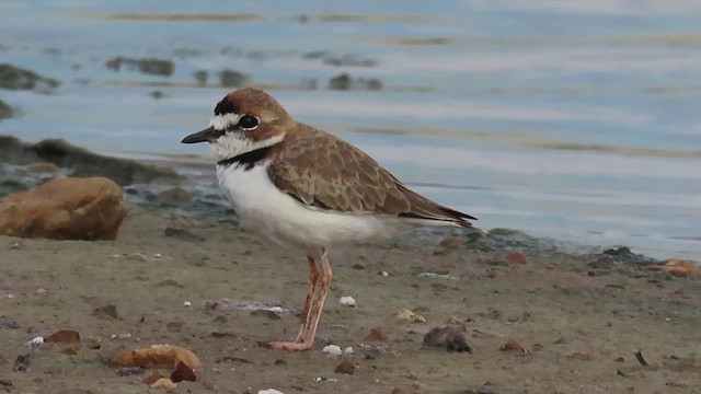 Collared Plover - ML479543371