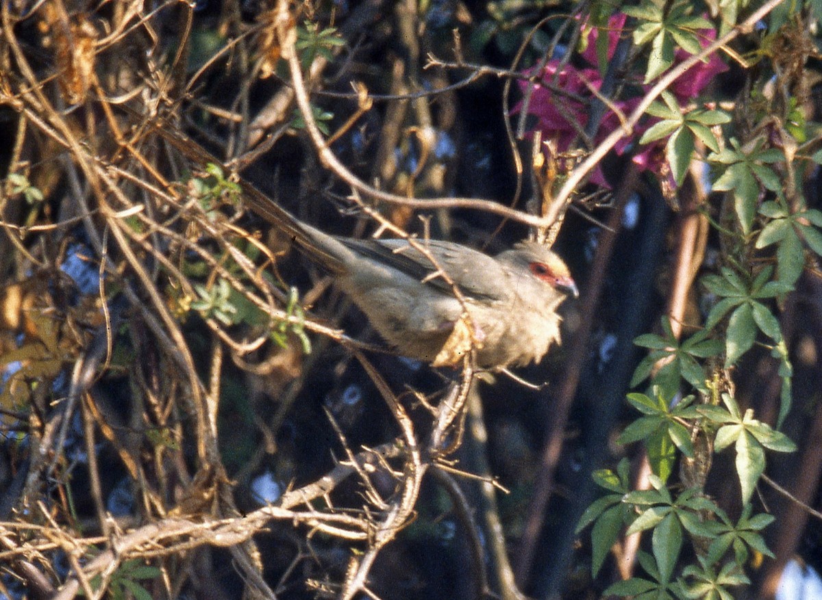 Red-faced Mousebird - Nigel Voaden