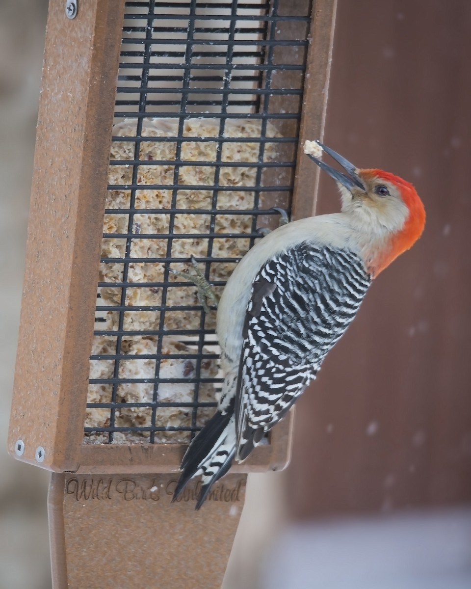 Red-bellied Woodpecker - Warren Lynn