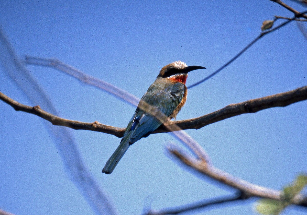 White-fronted Bee-eater - Nigel Voaden