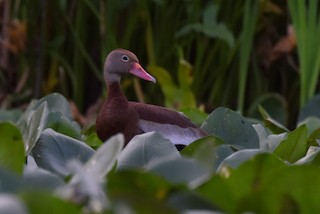 Black-bellied Whistling-Duck, ML479549131