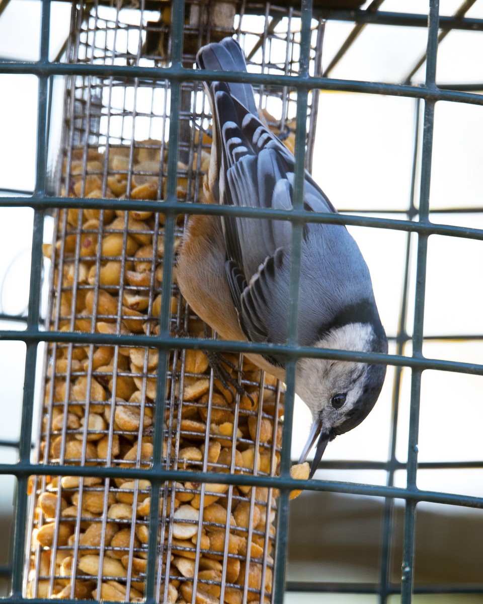 White-breasted Nuthatch - ML47955181