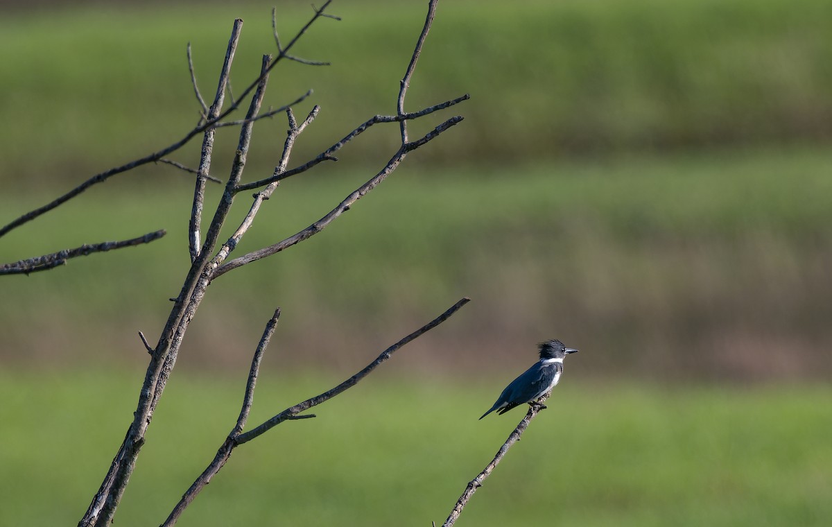Belted Kingfisher - ML479552171
