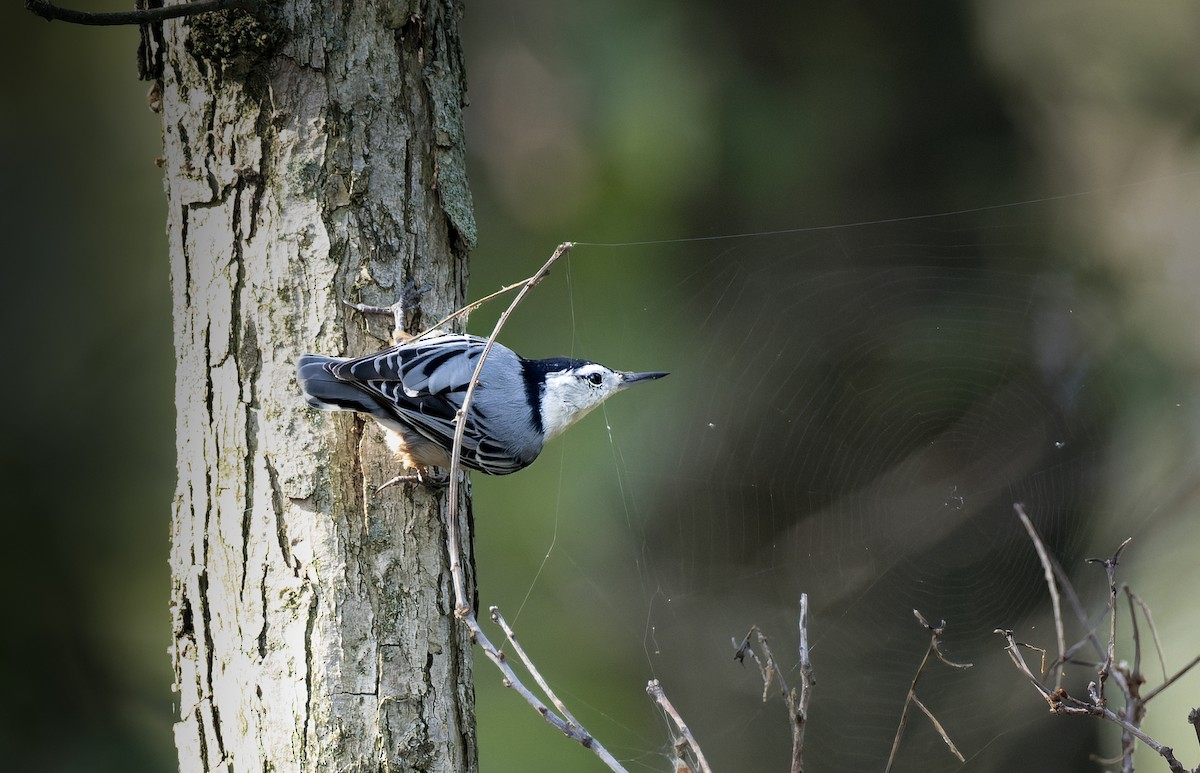 White-breasted Nuthatch - ML479552481