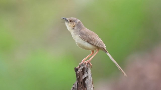  - Jungle Prinia