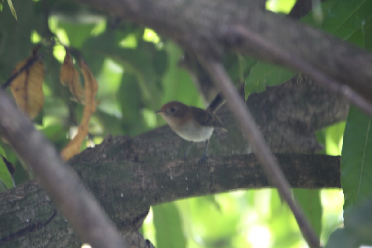 ebird-checklist-22-aug-2022-aiea-ridge-trail-and-upper-aiea-loop