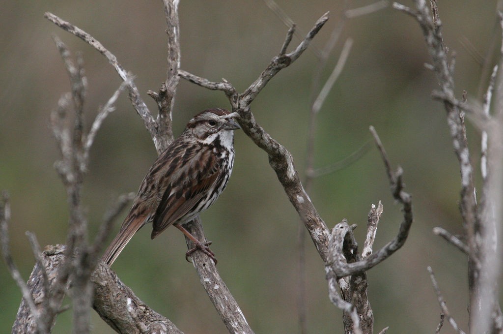 Song Sparrow - William Hull
