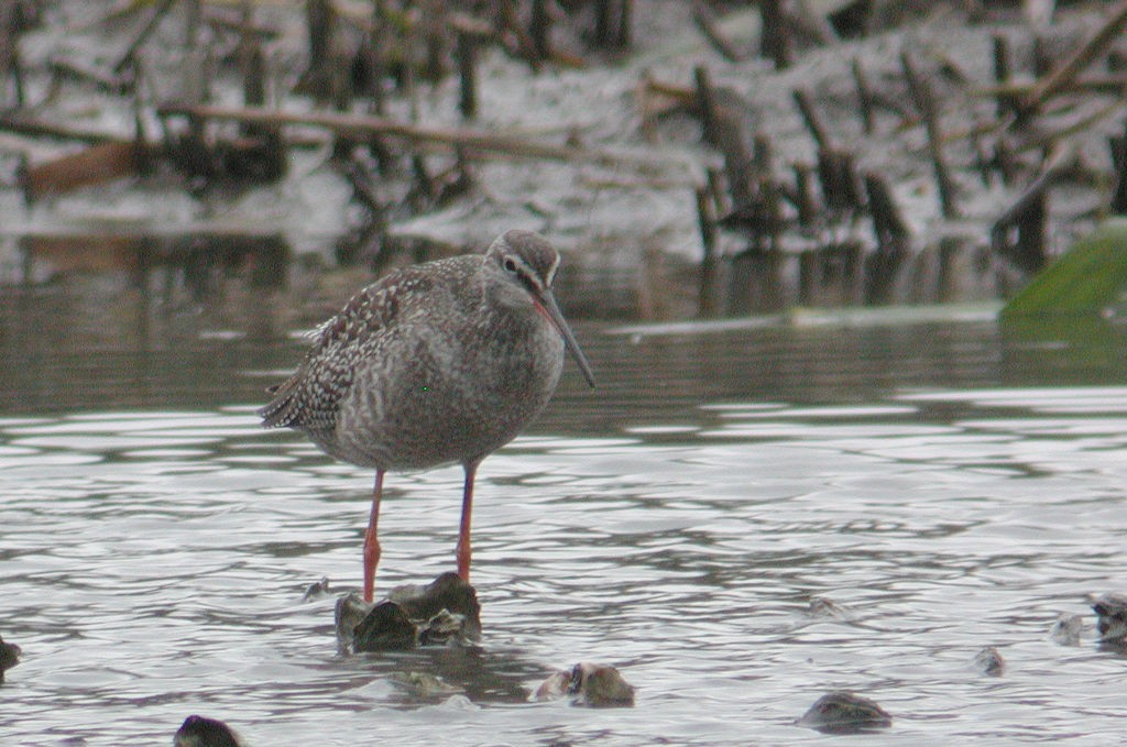 Spotted Redshank - William Hull