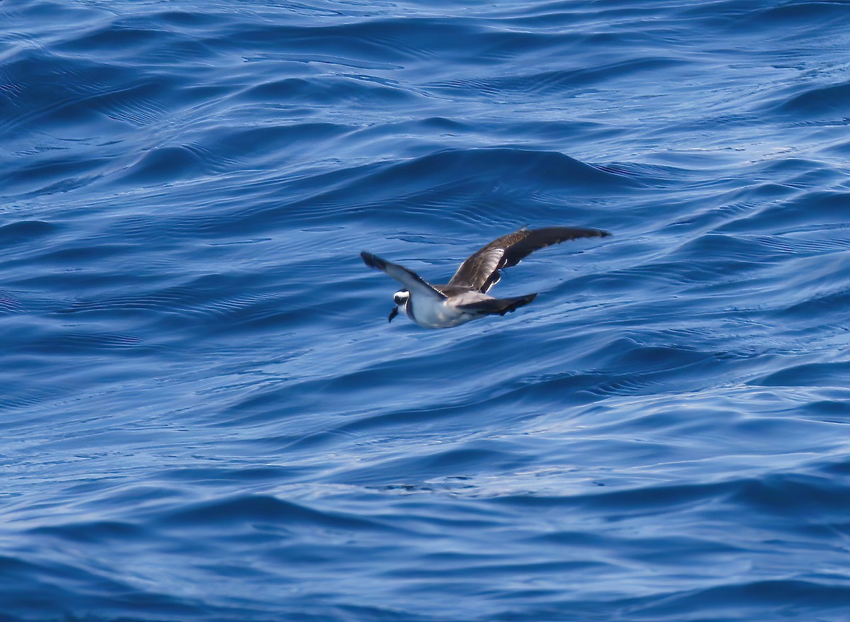 White-faced Storm-Petrel - ML479568891