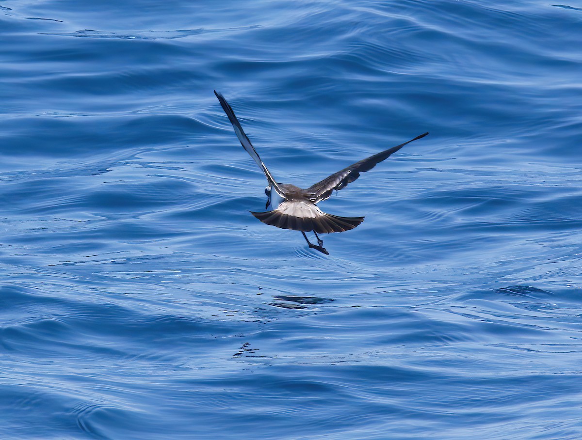 White-faced Storm-Petrel - ML479568901
