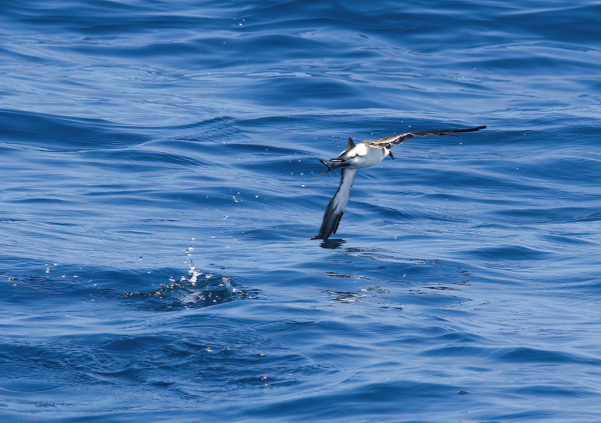 White-faced Storm-Petrel - ML479568911