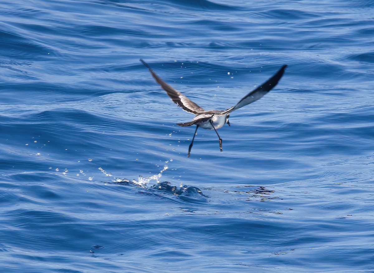 White-faced Storm-Petrel - ML479568921