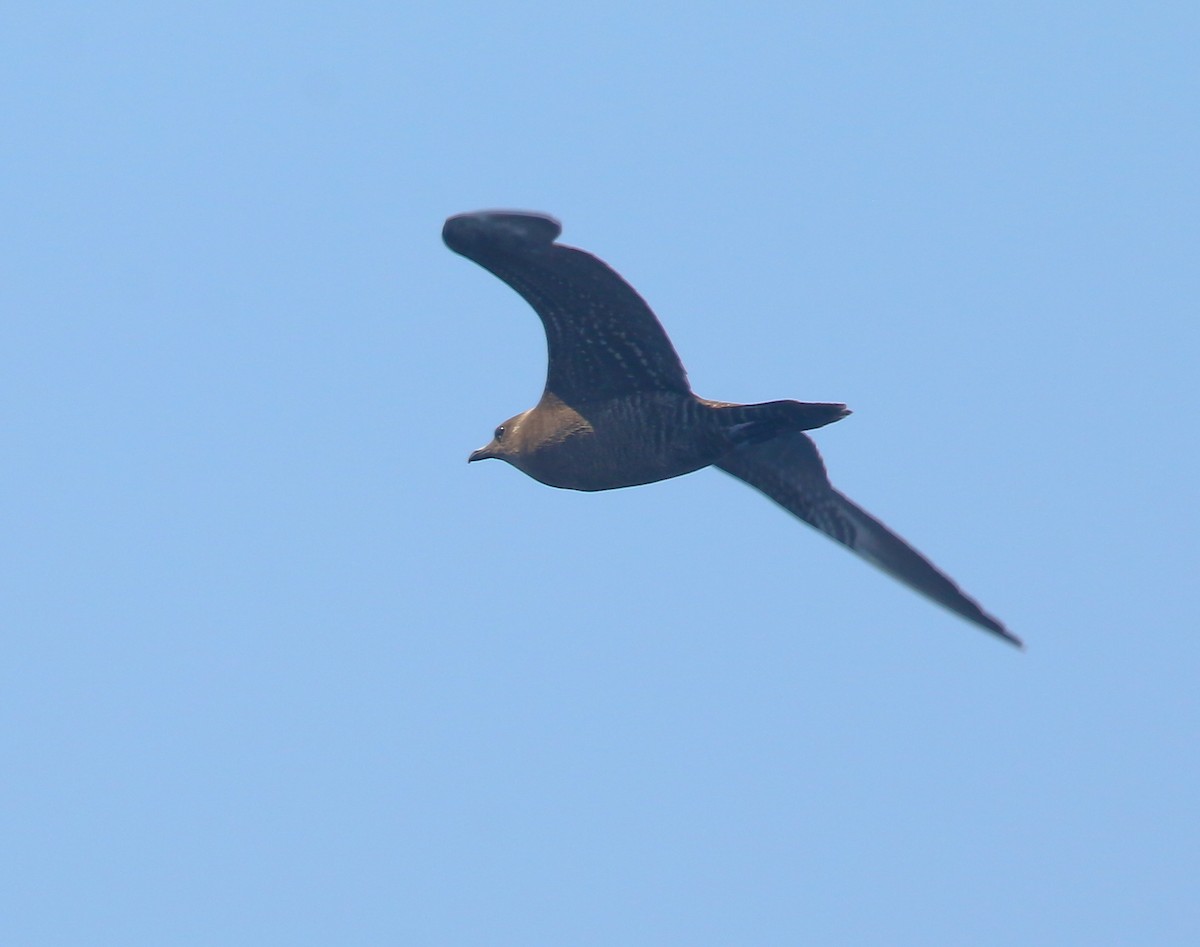 Long-tailed Jaeger - ML479570481