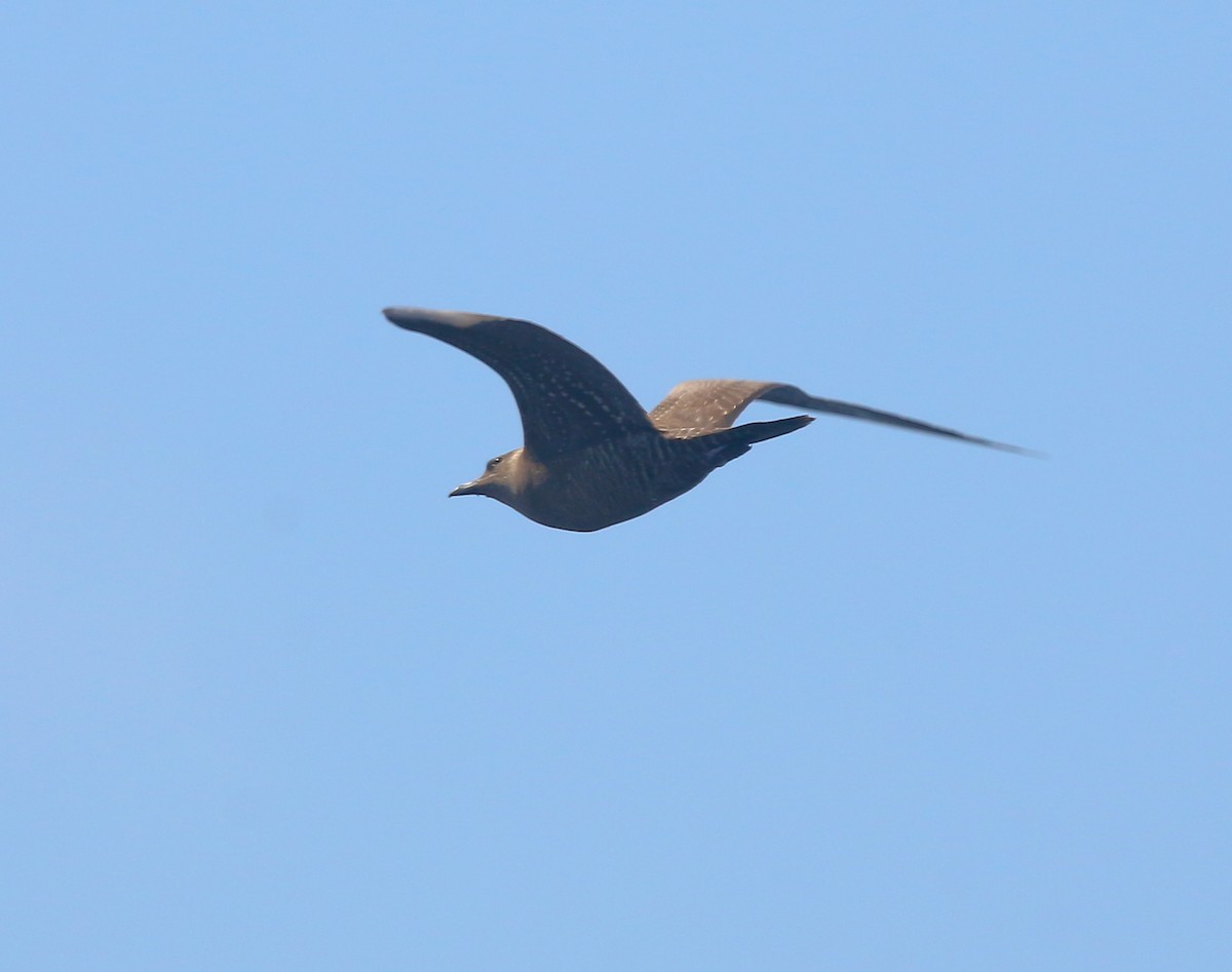 Long-tailed Jaeger - ML479570491