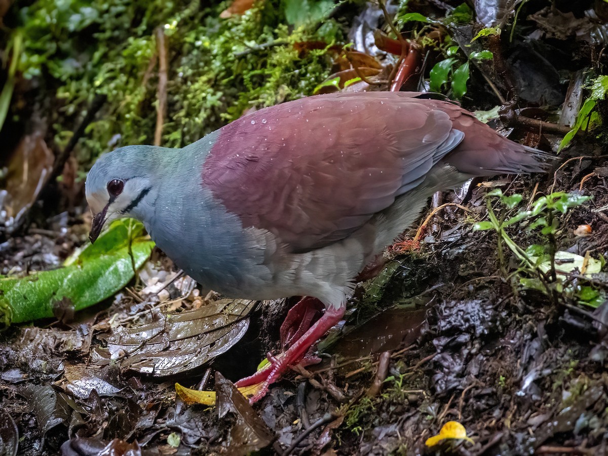 Buff-fronted Quail-Dove - ML479571031
