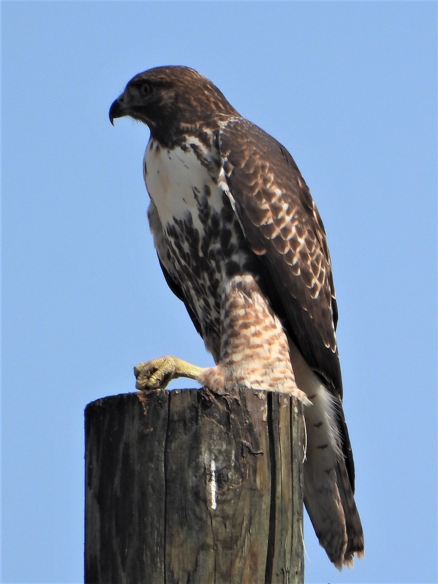 Red-tailed Hawk - ML479574091