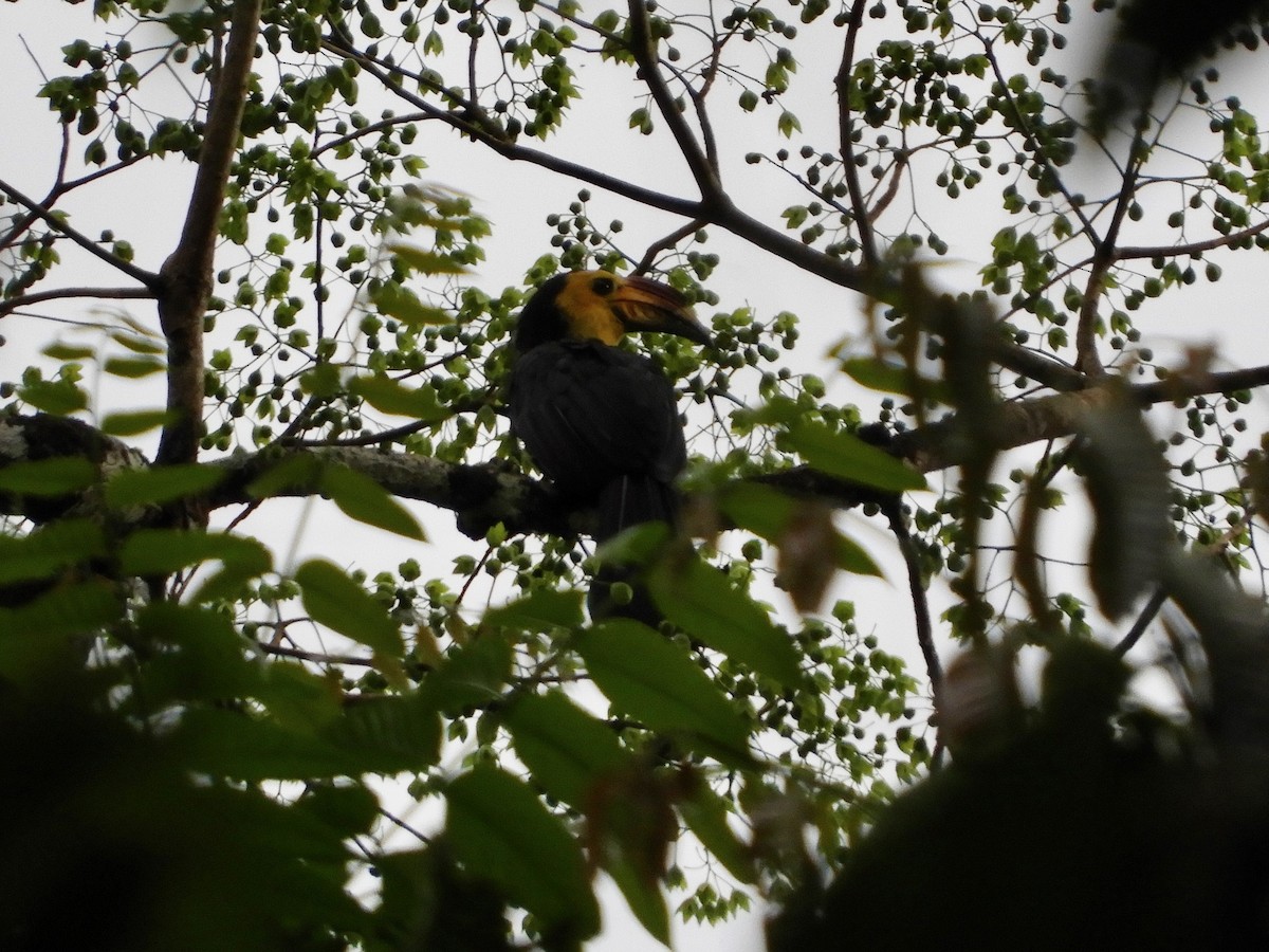 Sulawesi Hornbill (Sanford's) - ML479576581