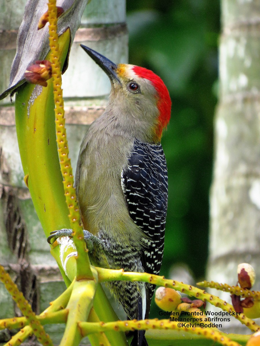 Golden-fronted Woodpecker - ML47957741