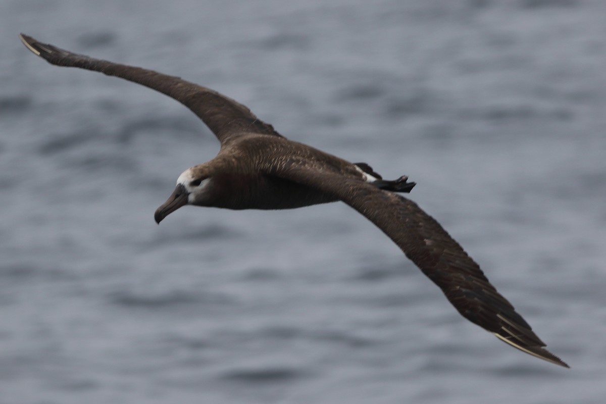 Black-footed Albatross - Kenny Benge