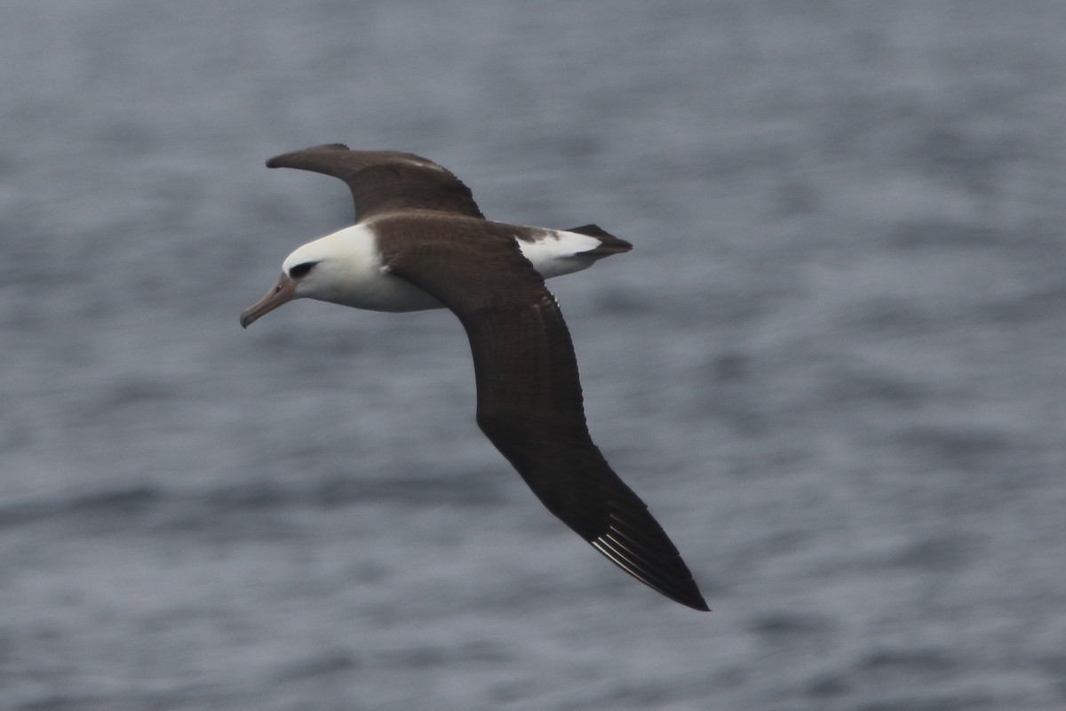 Темноспинный альбатрос - ML479581311
