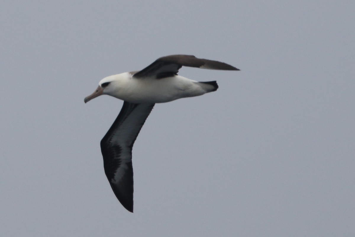 albatros laysanský - ML479581321