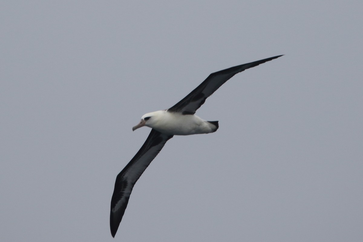 Laysan Albatross - ML479581331