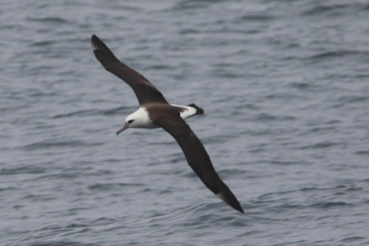 albatros laysanský - ML479581341