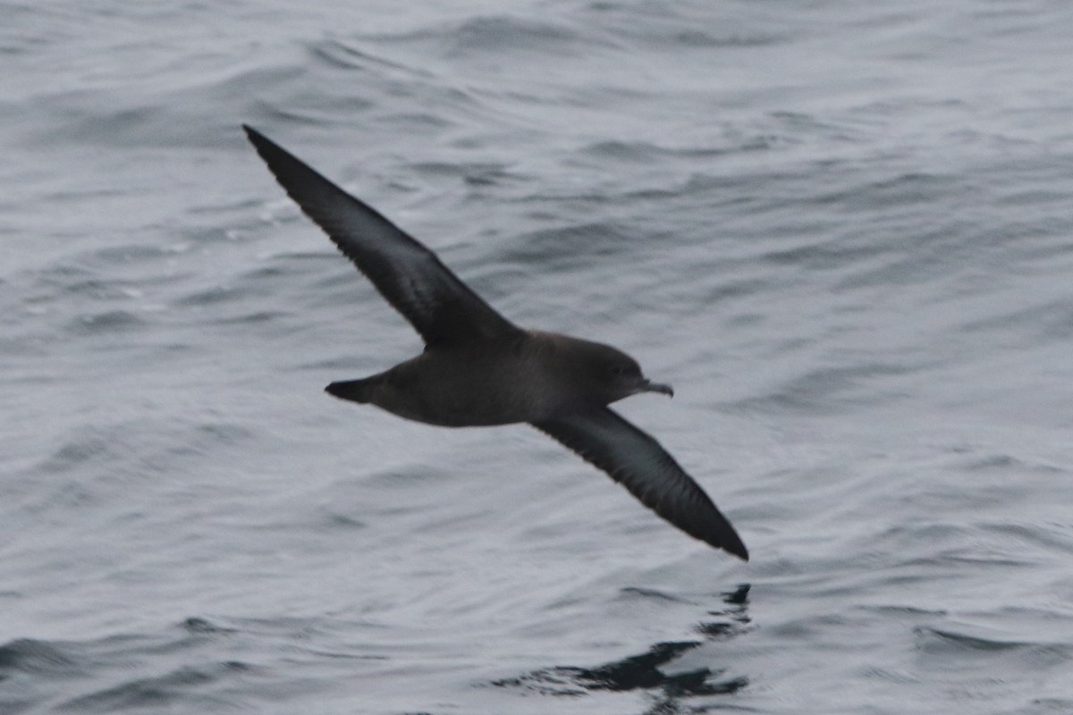 Sooty Shearwater - Kenny Benge