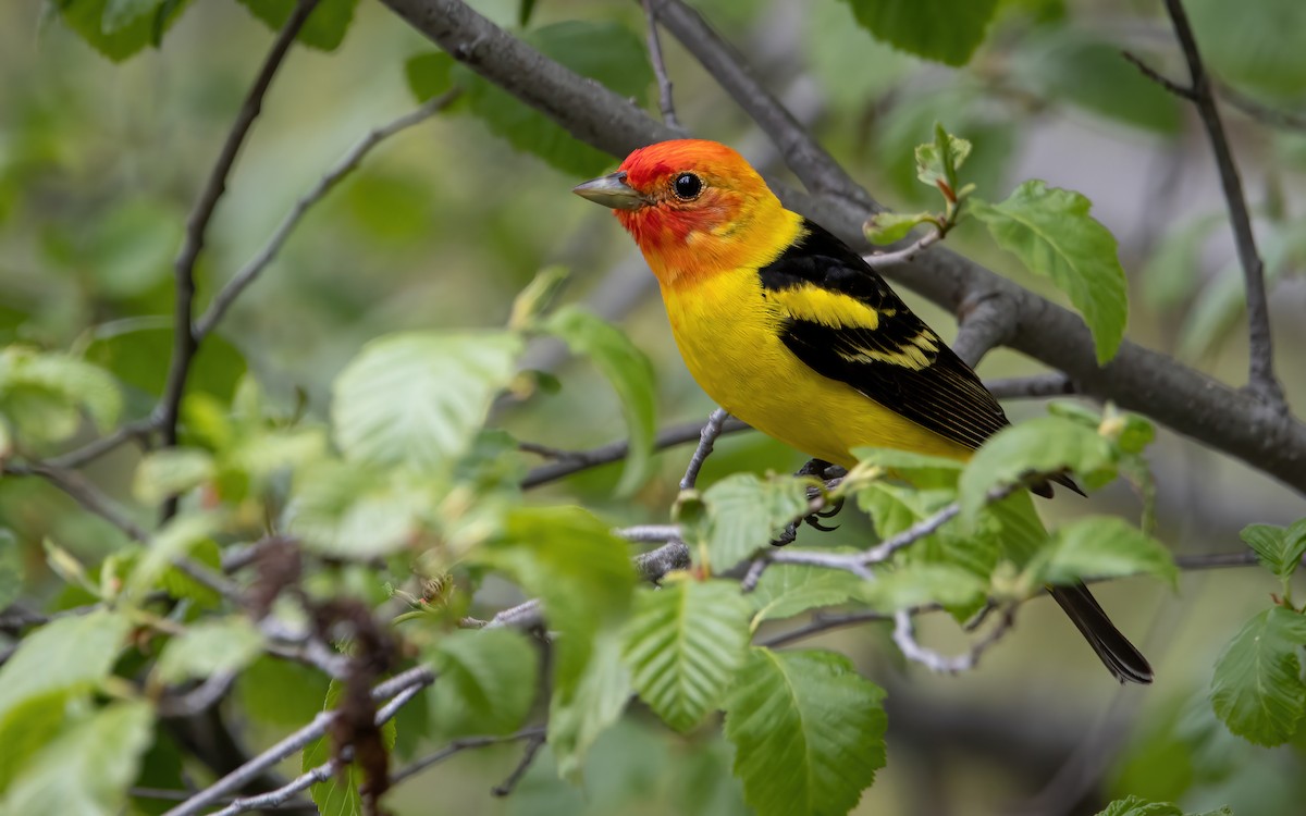 Western Tanager - ML479582331