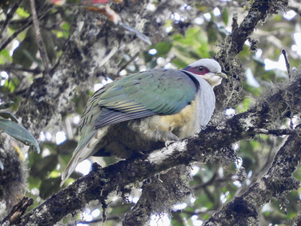 Red-eared Fruit-Dove (Red-eared) - ML479585381