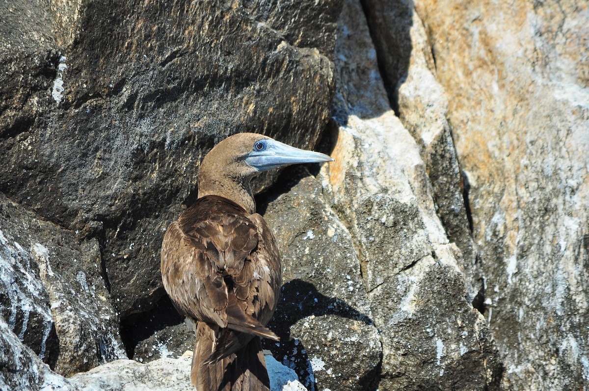 Brown Booby - ML47958731