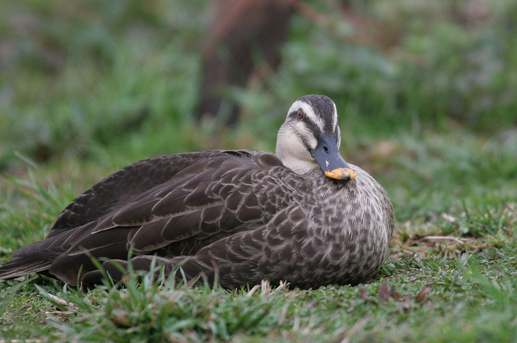 Eastern Spot-billed Duck - William Hull