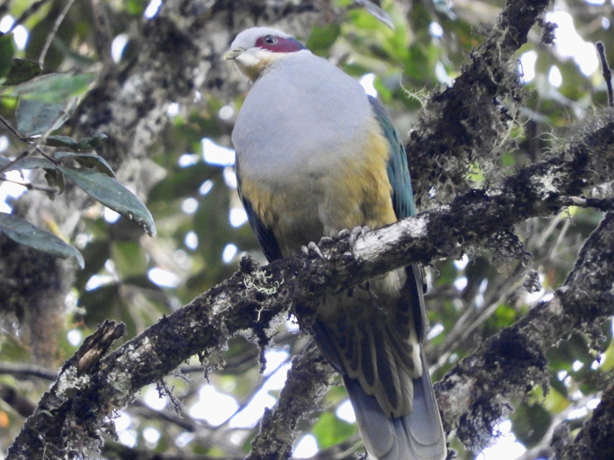 Red-eared Fruit-Dove (Red-eared) - ML479587821