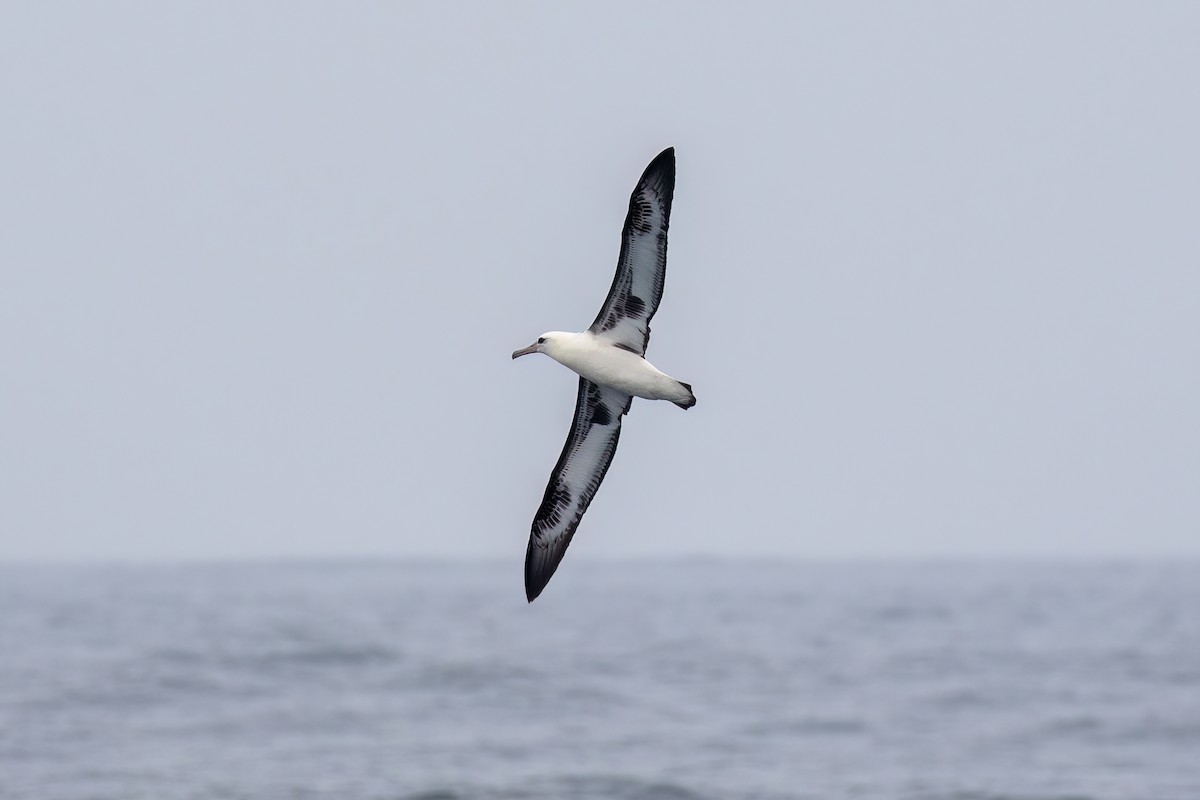 Laysan Albatross - ML479590531