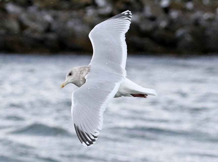Iceland Gull (Thayer's) - ML47959501