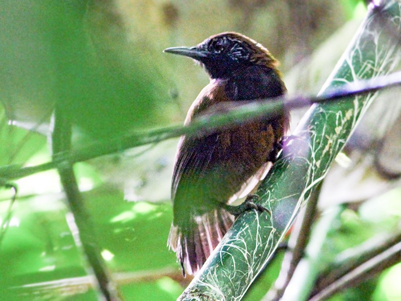 Black-throated Wren - eBird