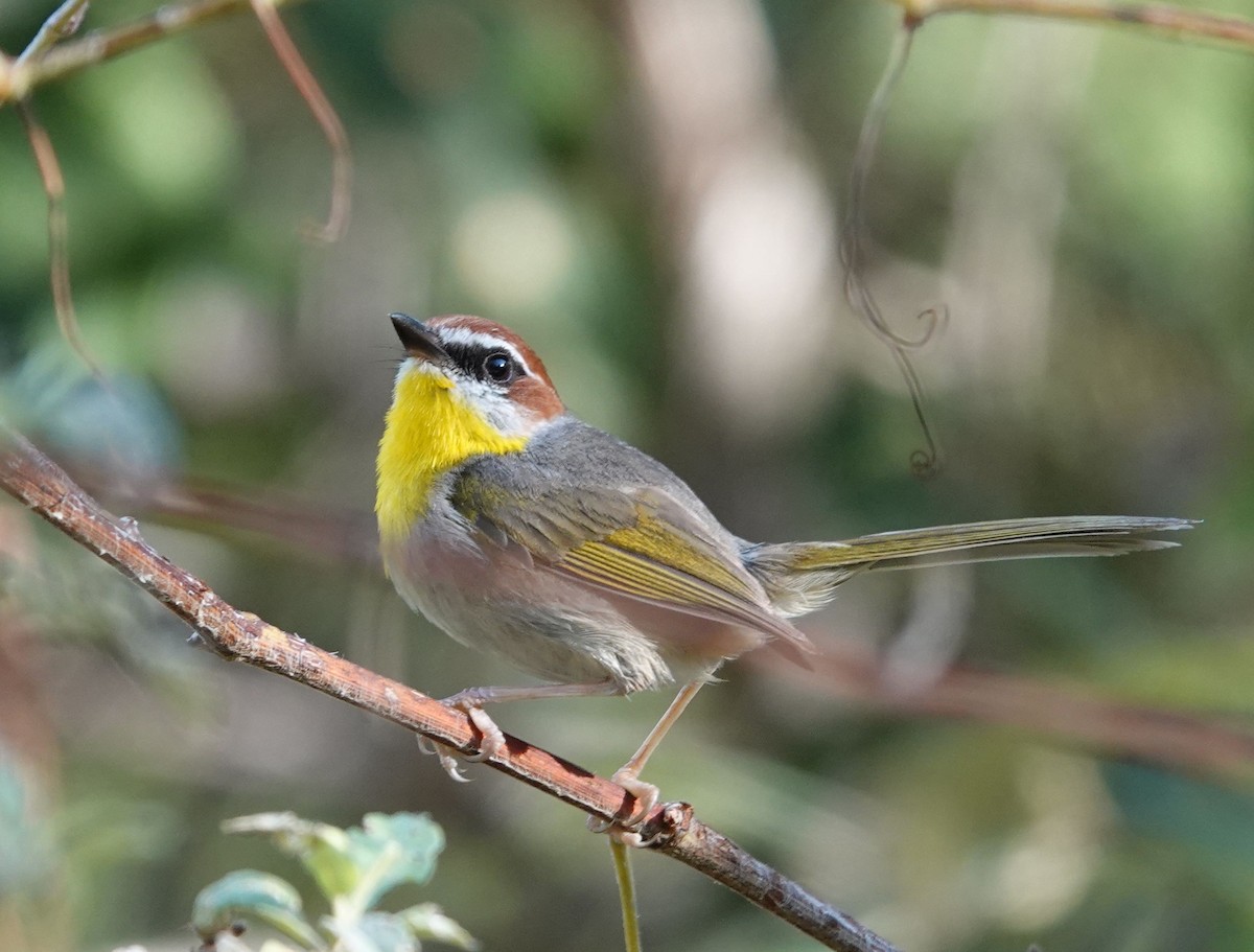Rufous-capped Warbler - ML479603661