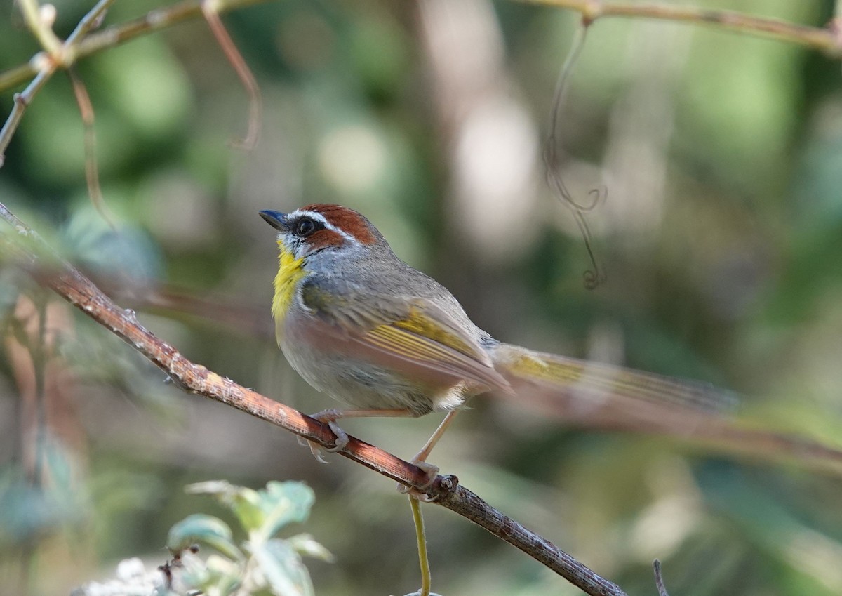 Rufous-capped Warbler - ML479603701
